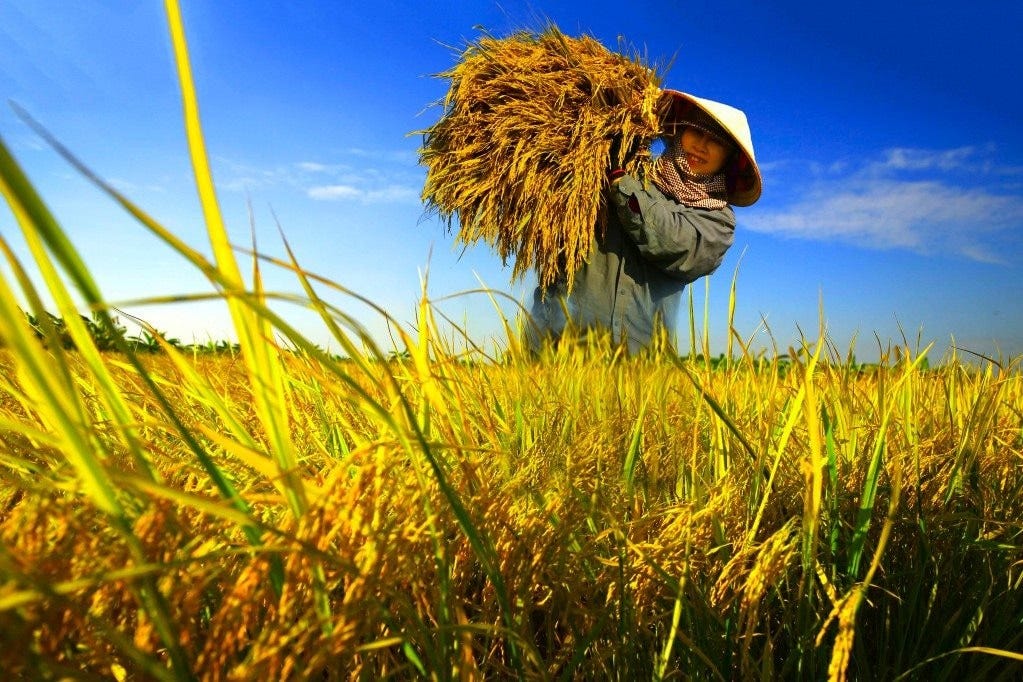 Dịch vụ giải pháp toàn diện cho nhà nông