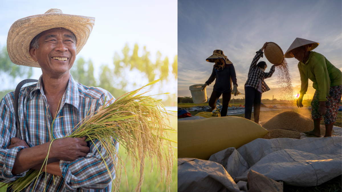 Sản phẩm dinh dưỡng tối ưu cho từng mùa vụ